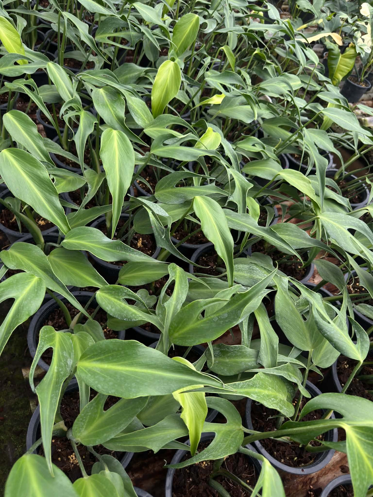 Philodendron Burle Marx Flame