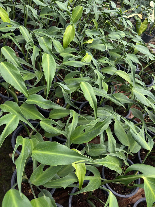 Philodendron Burle Marx Flame