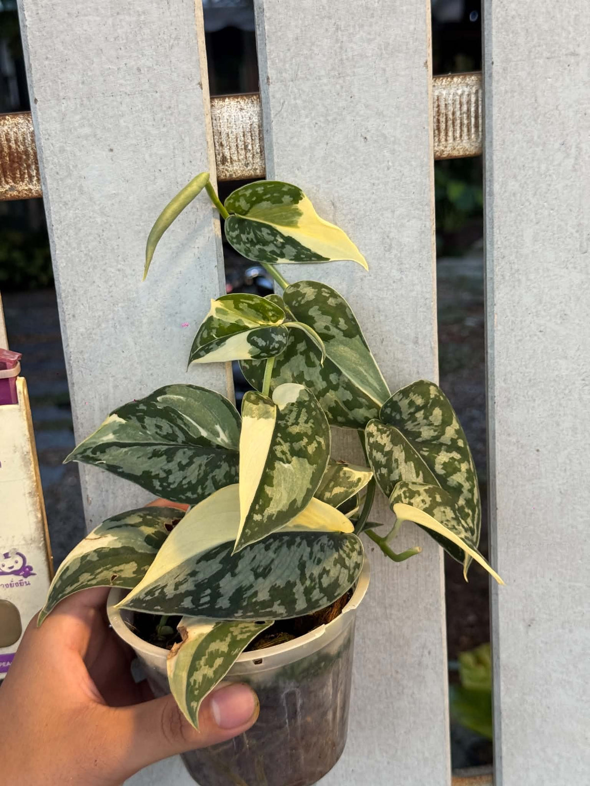 Scindapsus Mayari