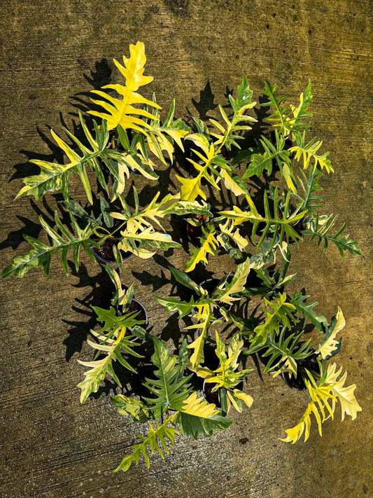 Philodendron Florida Beauty x Tortum