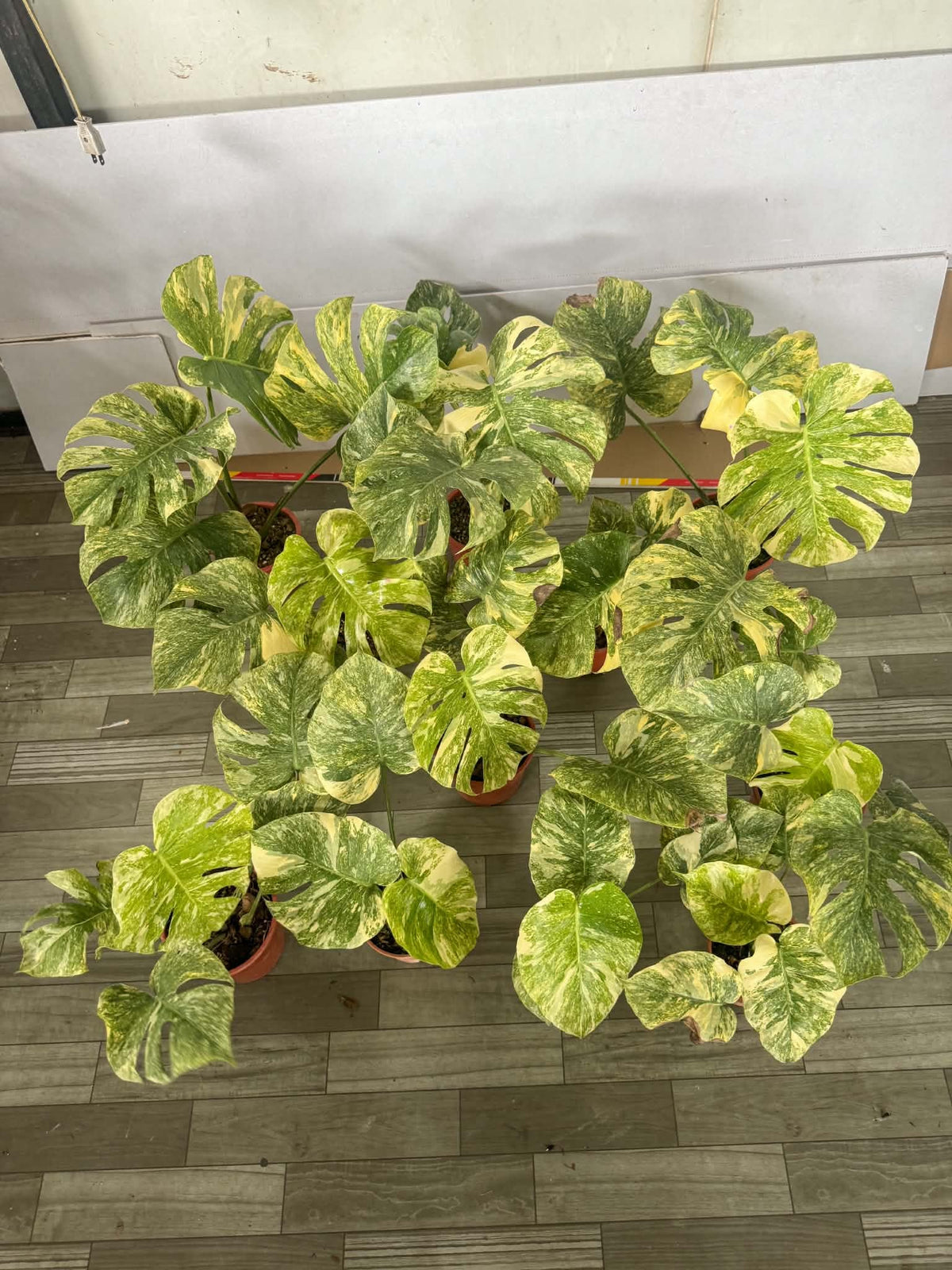 Monstera Legacy