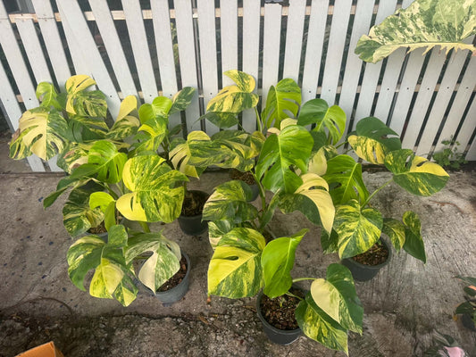 Monstera Aurea