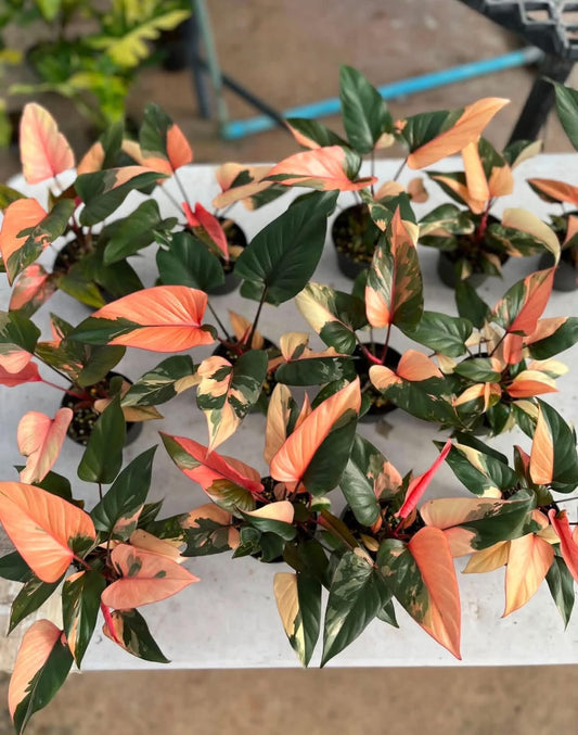 Philodendron Pink Diamond