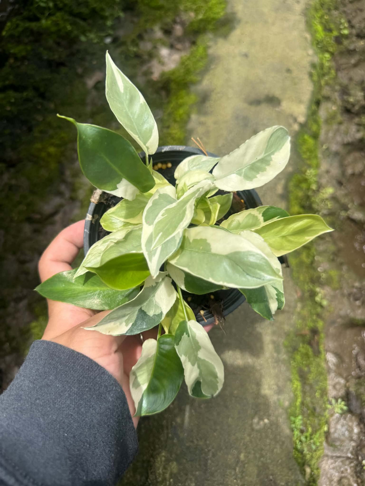 Philodendron Burle Marx Lava