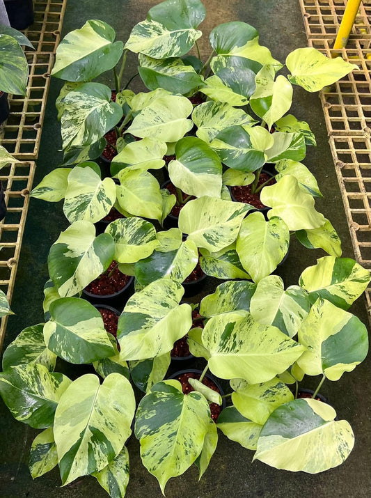 Monstera Light Lime