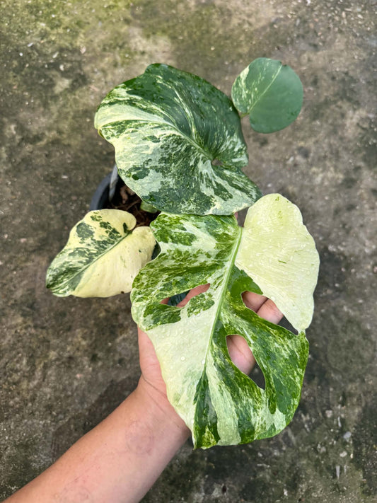 Monstera Masterpiece MC