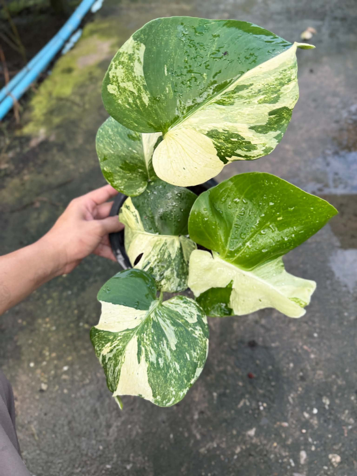 Monstera Masterpiece MC