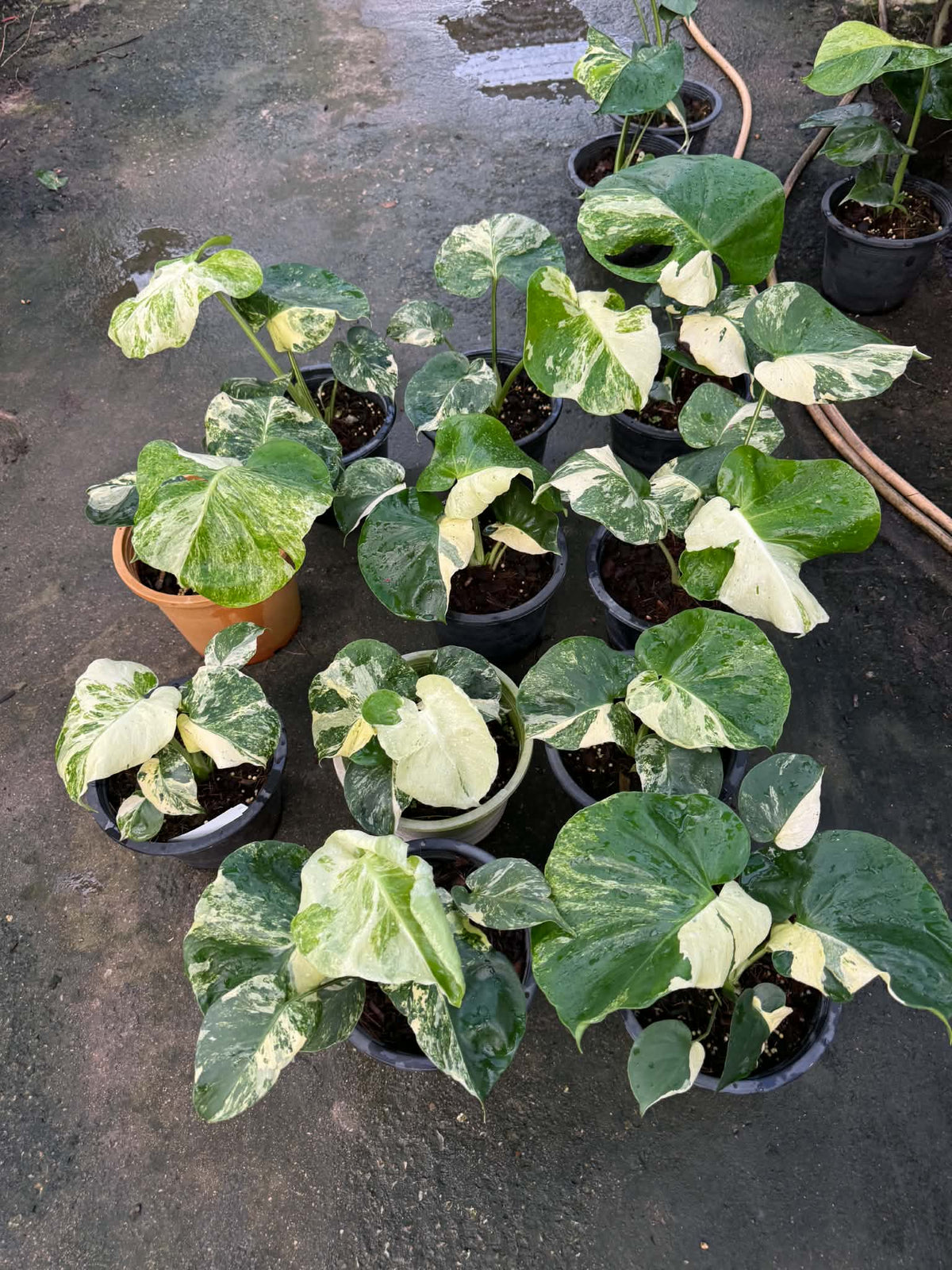 Monstera Masterpiece MC