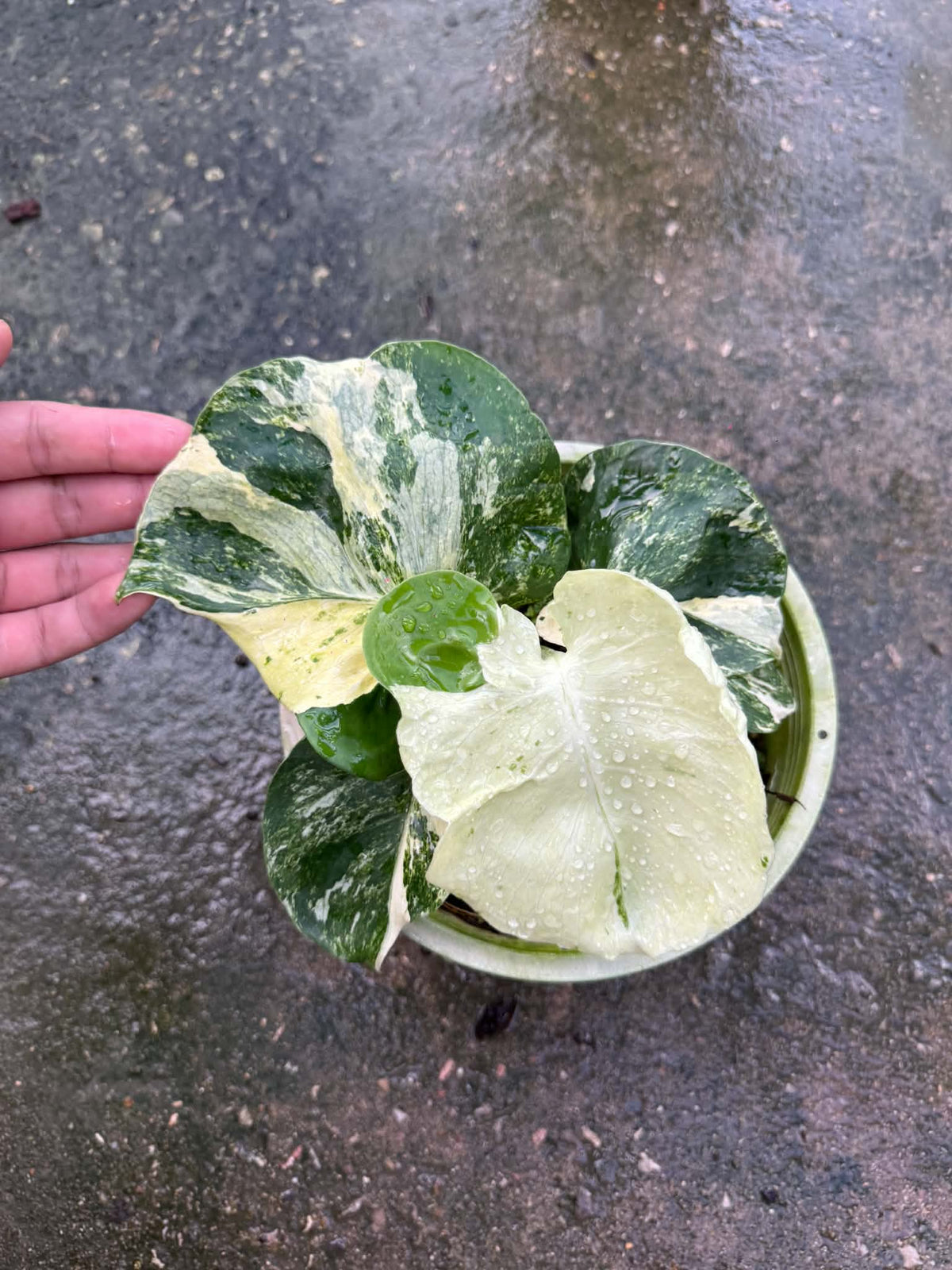 Monstera Masterpiece MC
