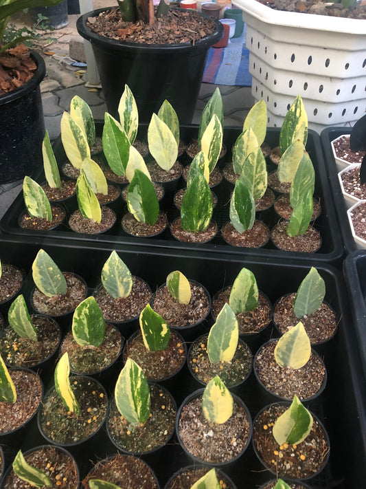 Zamioculcas yellow var 1 leaf (Pre Order)