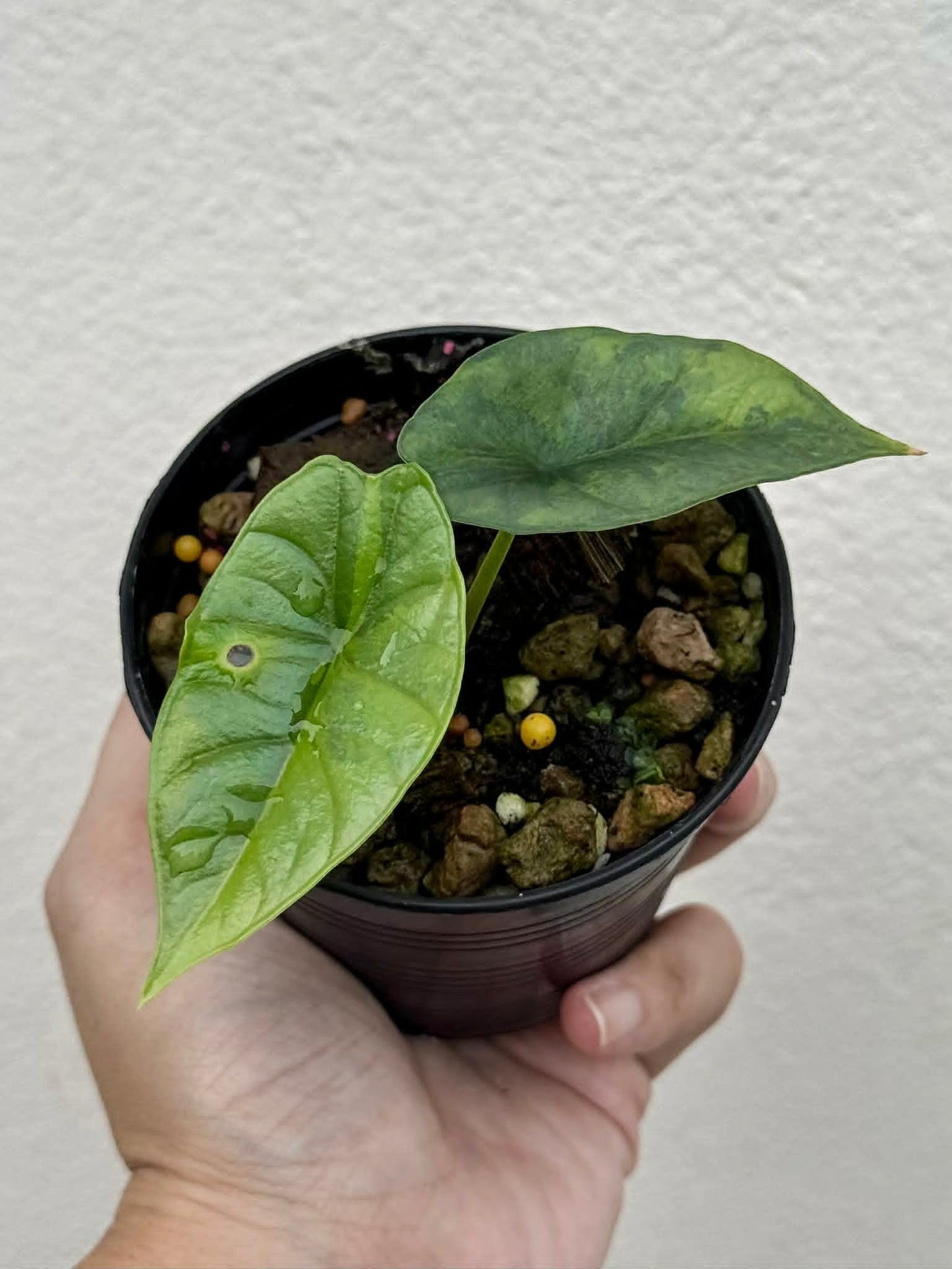Alocasia Bisma Platinum Aurea - Pre Order