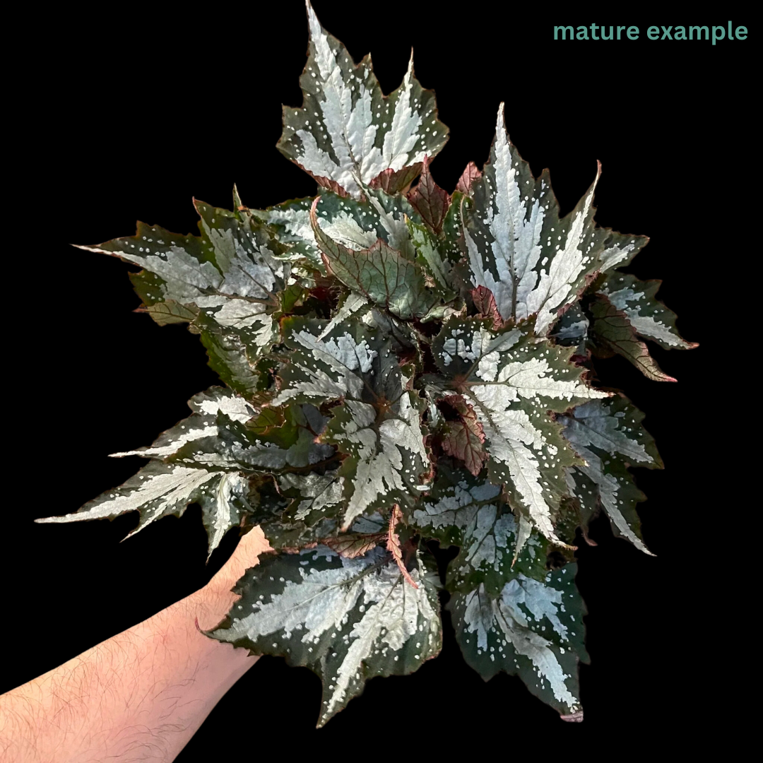 Begonia Sumatra Green (PRE-ORDER)-JUL156