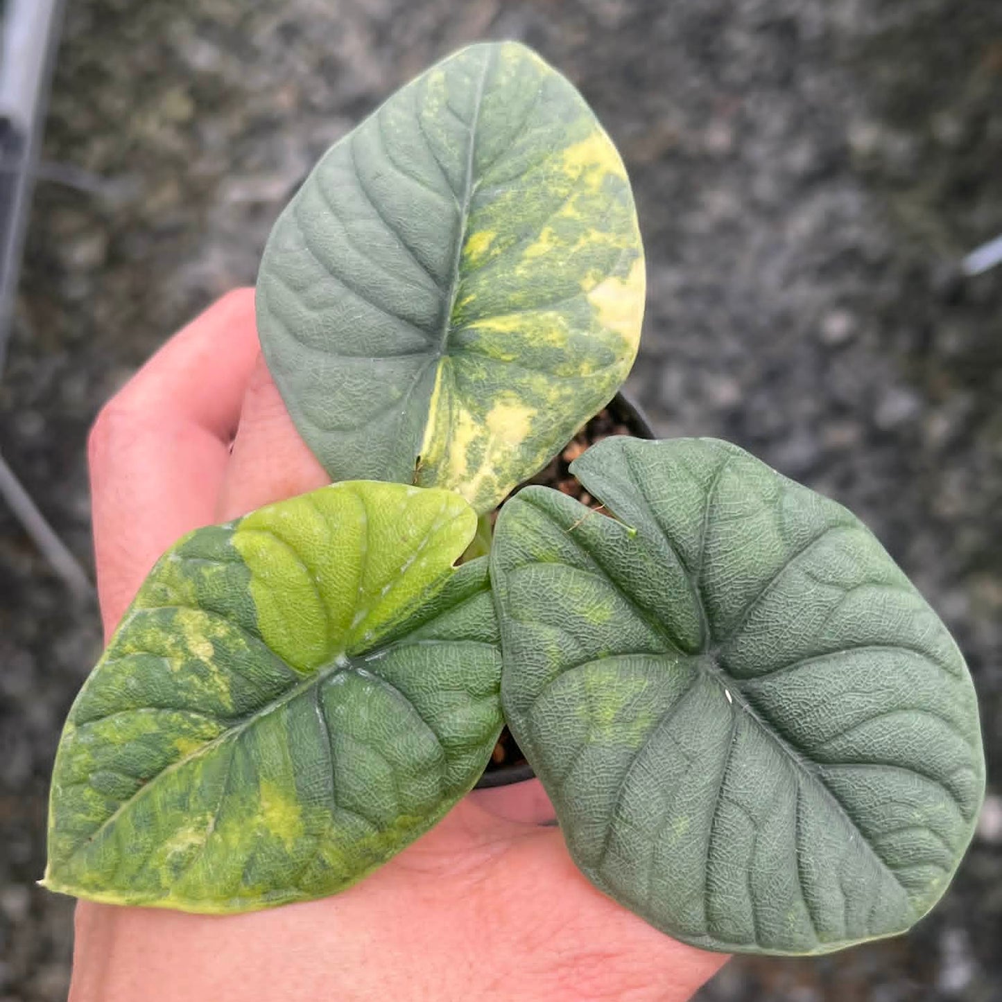 Alocasia Melo Aurea  - Pre Order