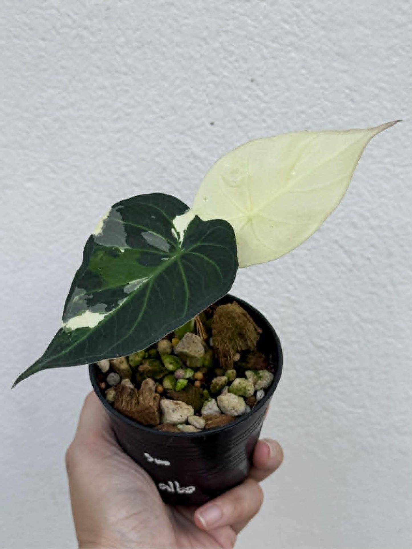 Alocasia Regal Shield Albo - Pre Order