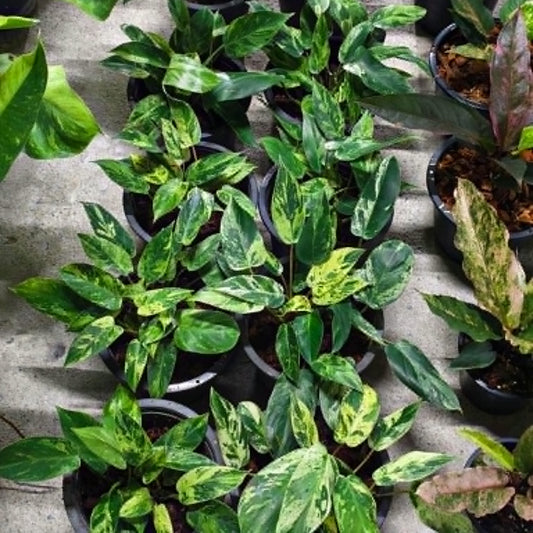 Philodendron Emerald Queen Variegated - Pre Order