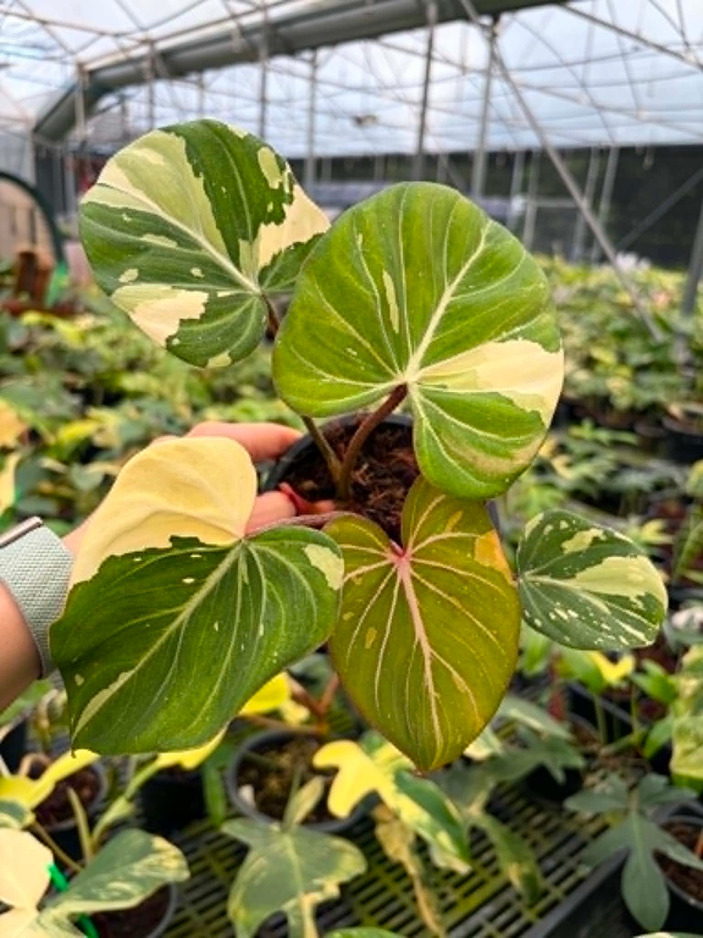 Philodendron Gloriosum Tricolor - Pre Order
