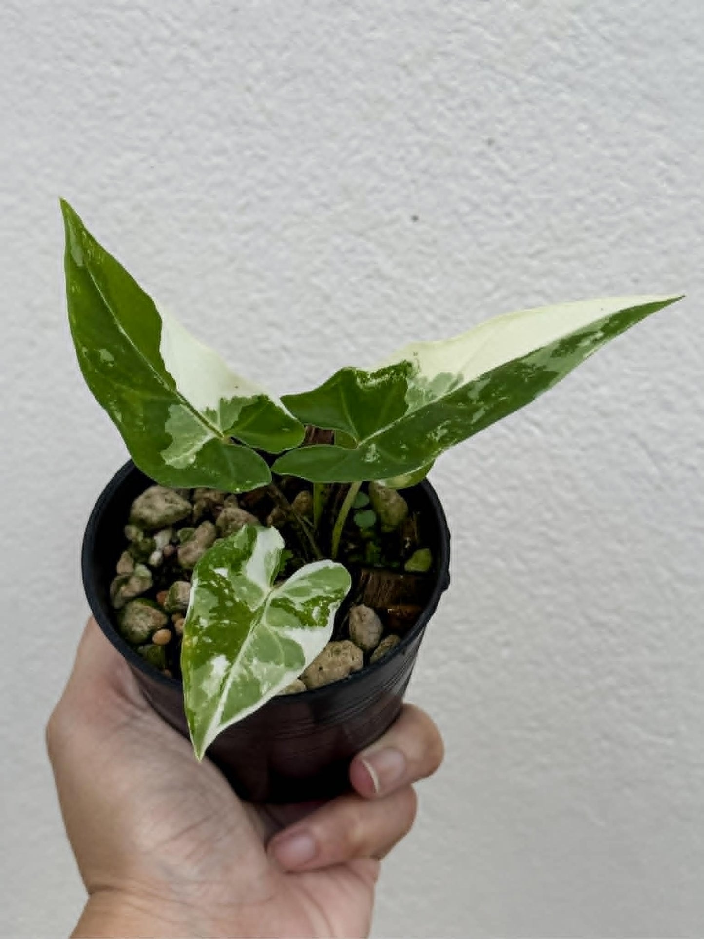 Alocasia Lauterbachiana Albo - Pre Order