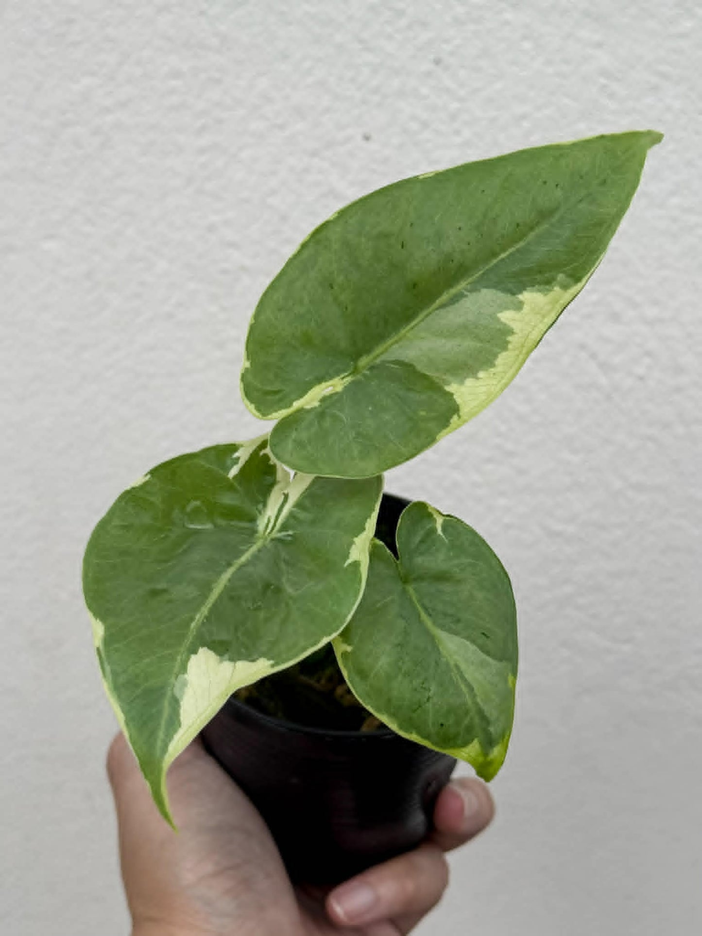 Alocasia Epilithica Silver Lime Lava - Pre Order