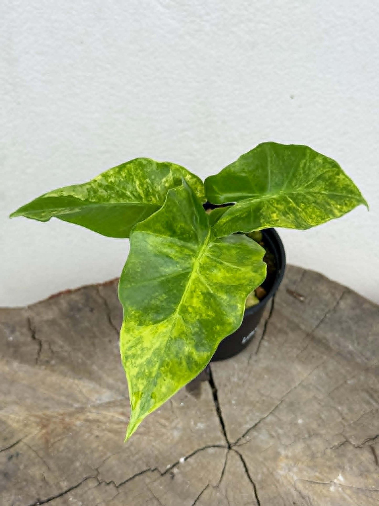 Alocasia Low Rider Aurea - Pre Order