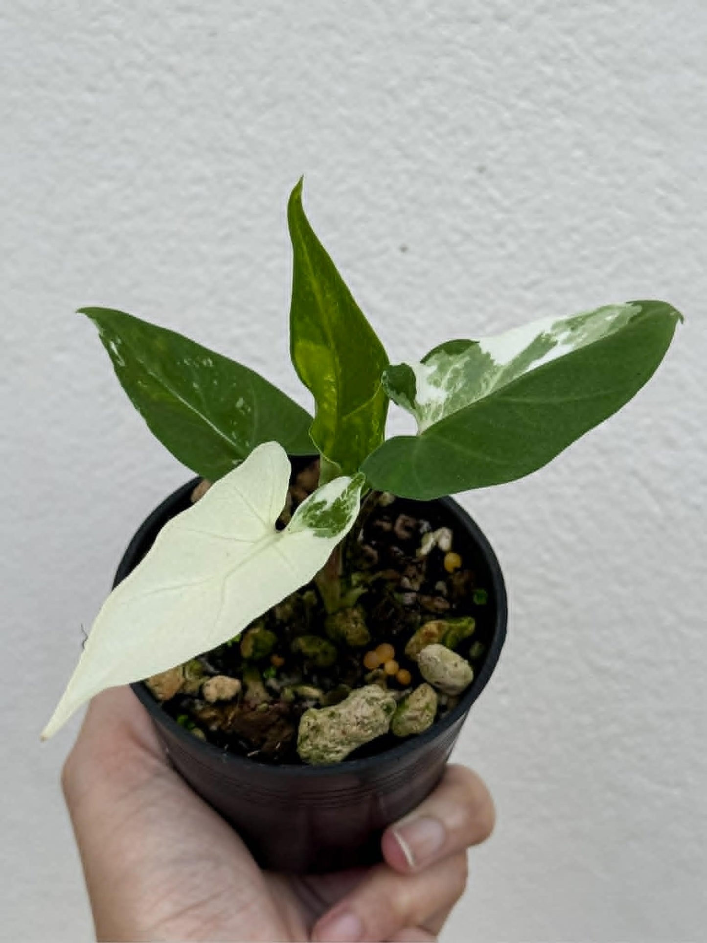 Alocasia Lauterbachiana Albo - Pre Order
