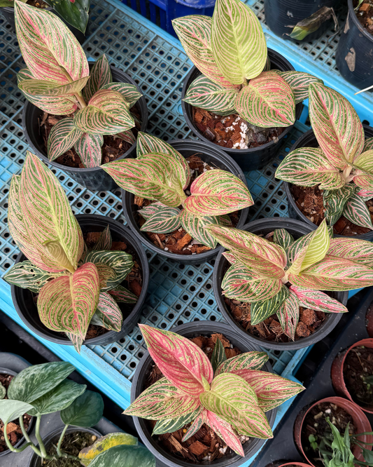 Aglaonema Golden hope (Pre-Order)