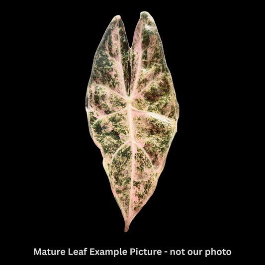 Alocasia Black Satun Stardust Tissue Culture (PRE-ORDER)-TC017
