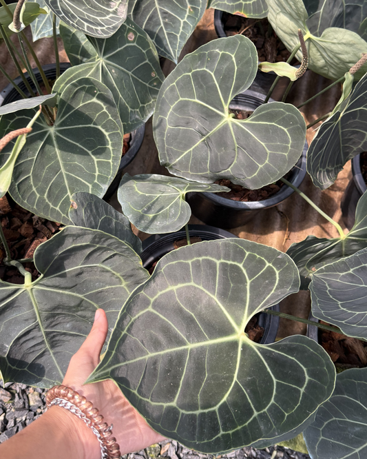 Anthurium heart leaves (Pre-Order)