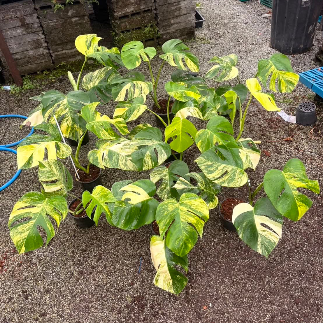 Monstera Aurea - Pre Order