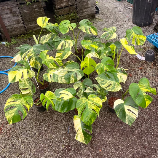 Monstera Aurea - Pre Order