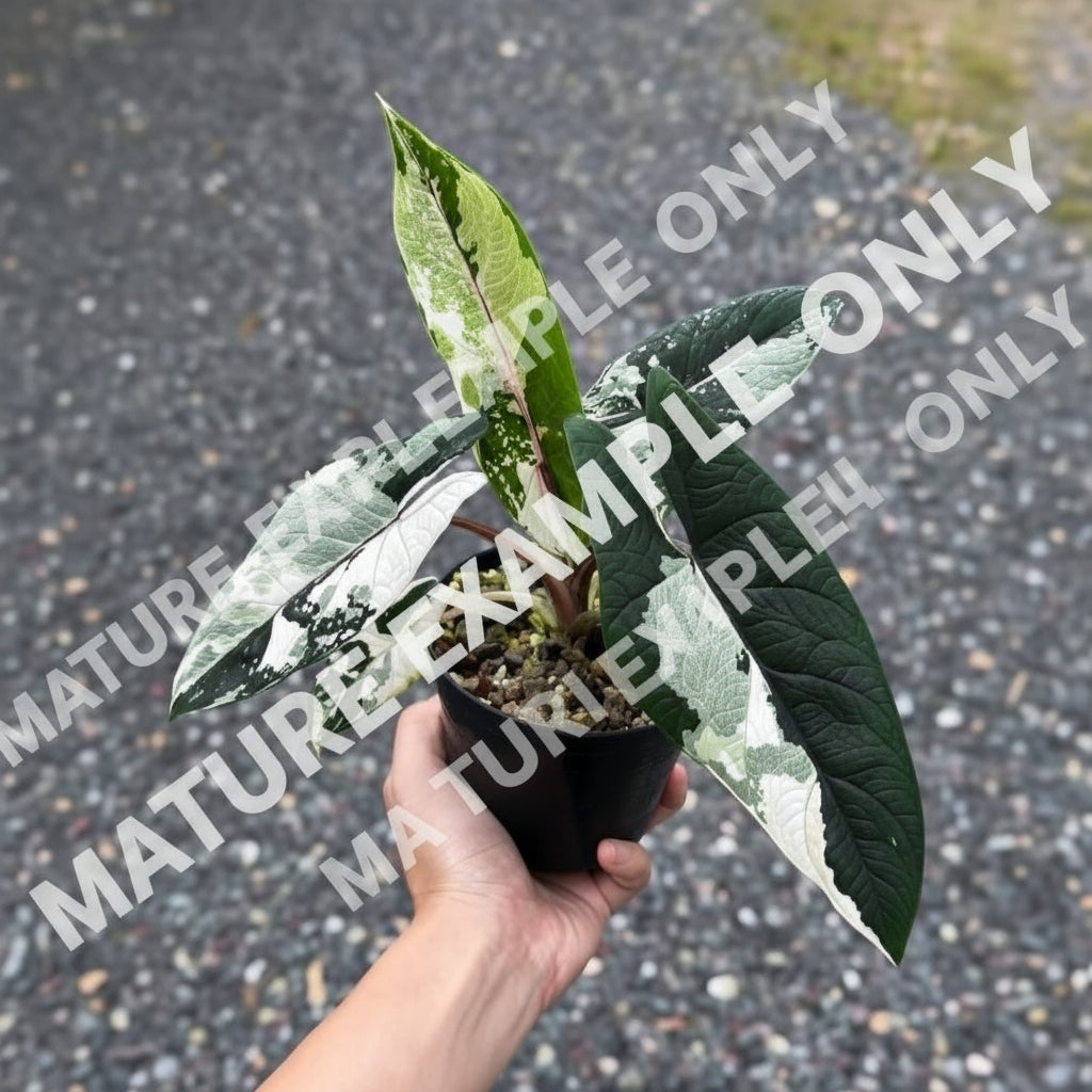 Alocasia Scalprum True Albo - Pre Order