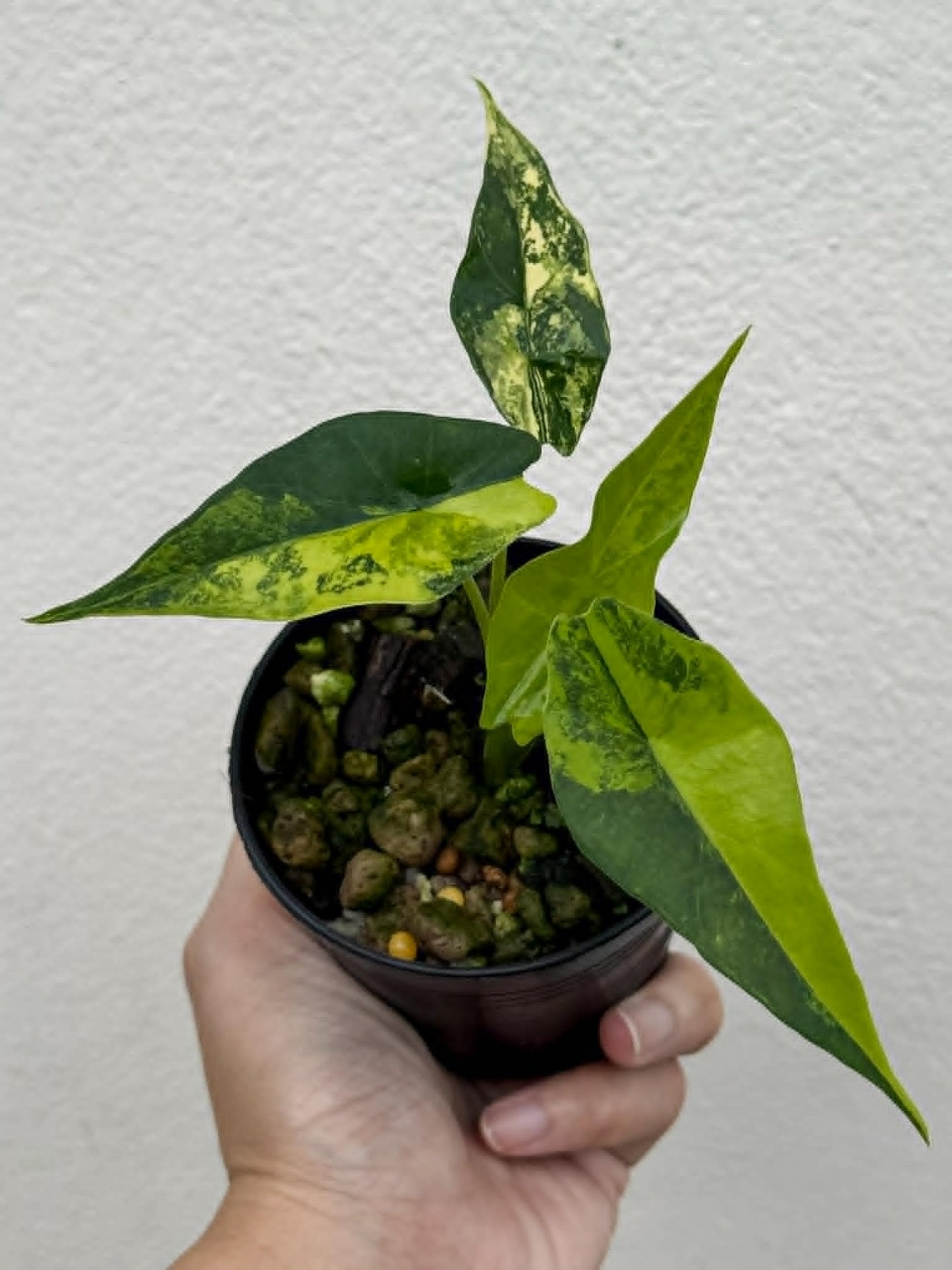 Alocasia Simpo Aurea - Pre Order