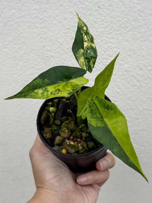 Alocasia Simpo Aurea - Pre Order