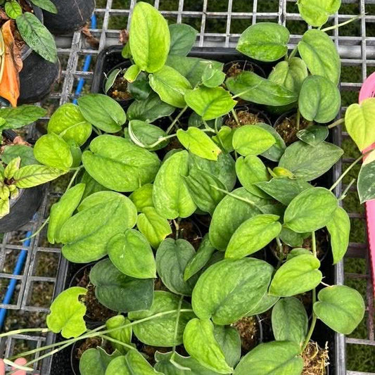 Scindapsus Emerald - Pre Order