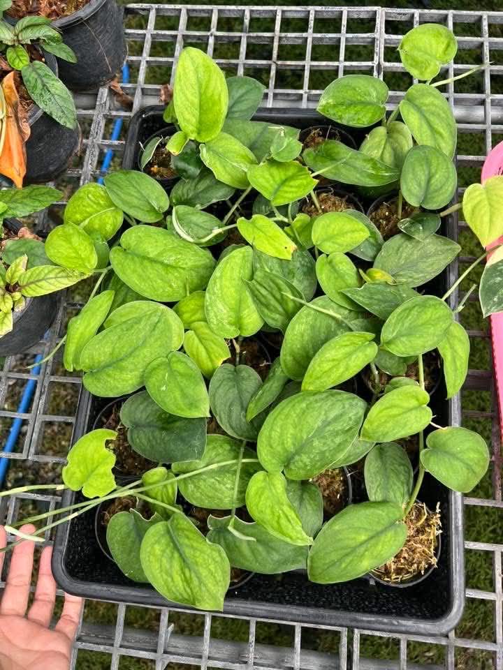 Scindapsus Emerald - Pre Order