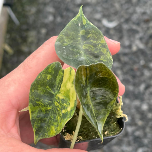 Alocasia Sedenii Aurea D - Pre Order