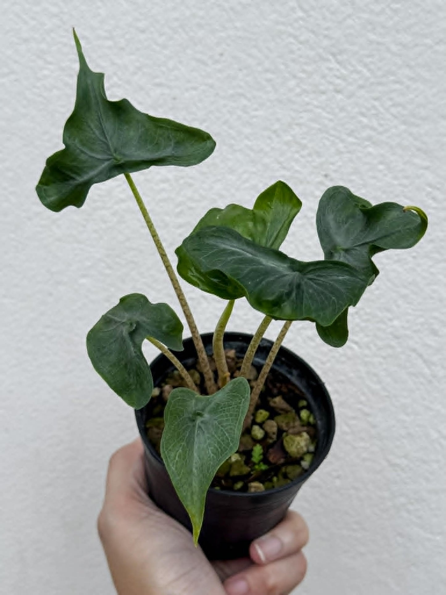Alocasia Holy Grail - Pre Order