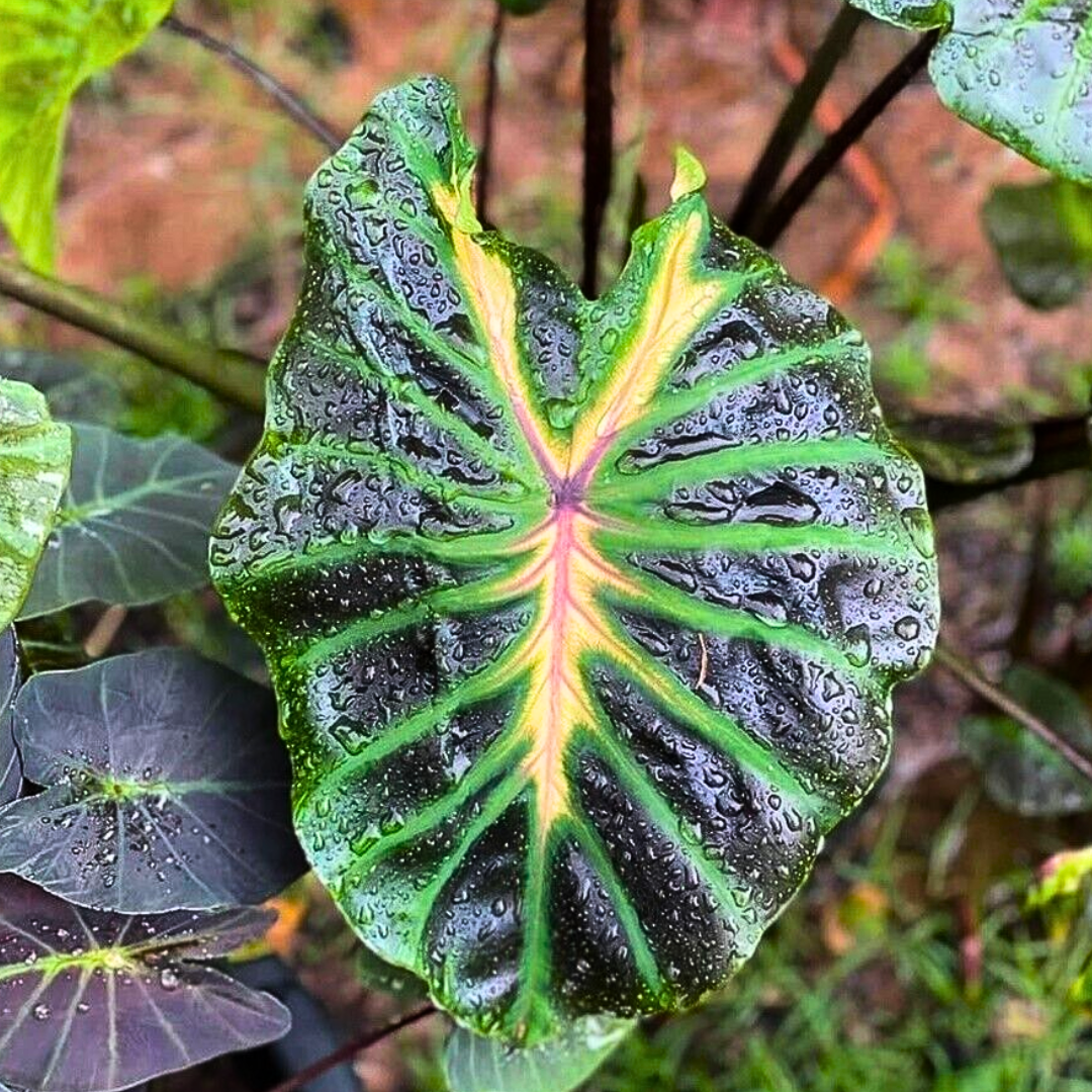 Colocasia Tossaken (PRE-ORDER)-COLO06