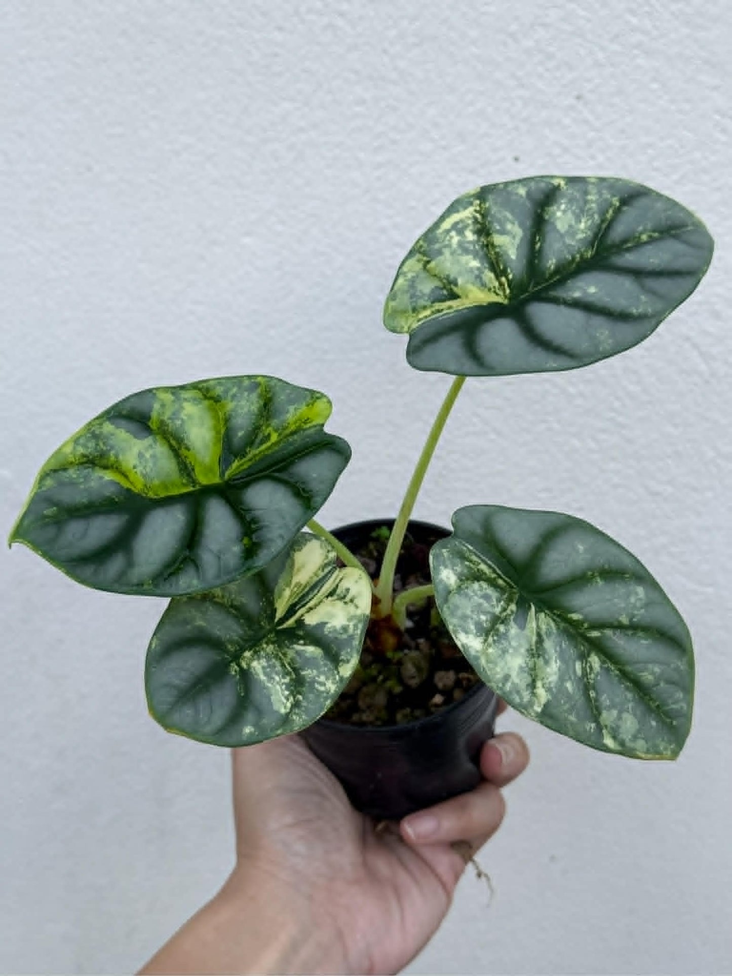 Alocasia Silver Dragon Aurea - Pre Order
