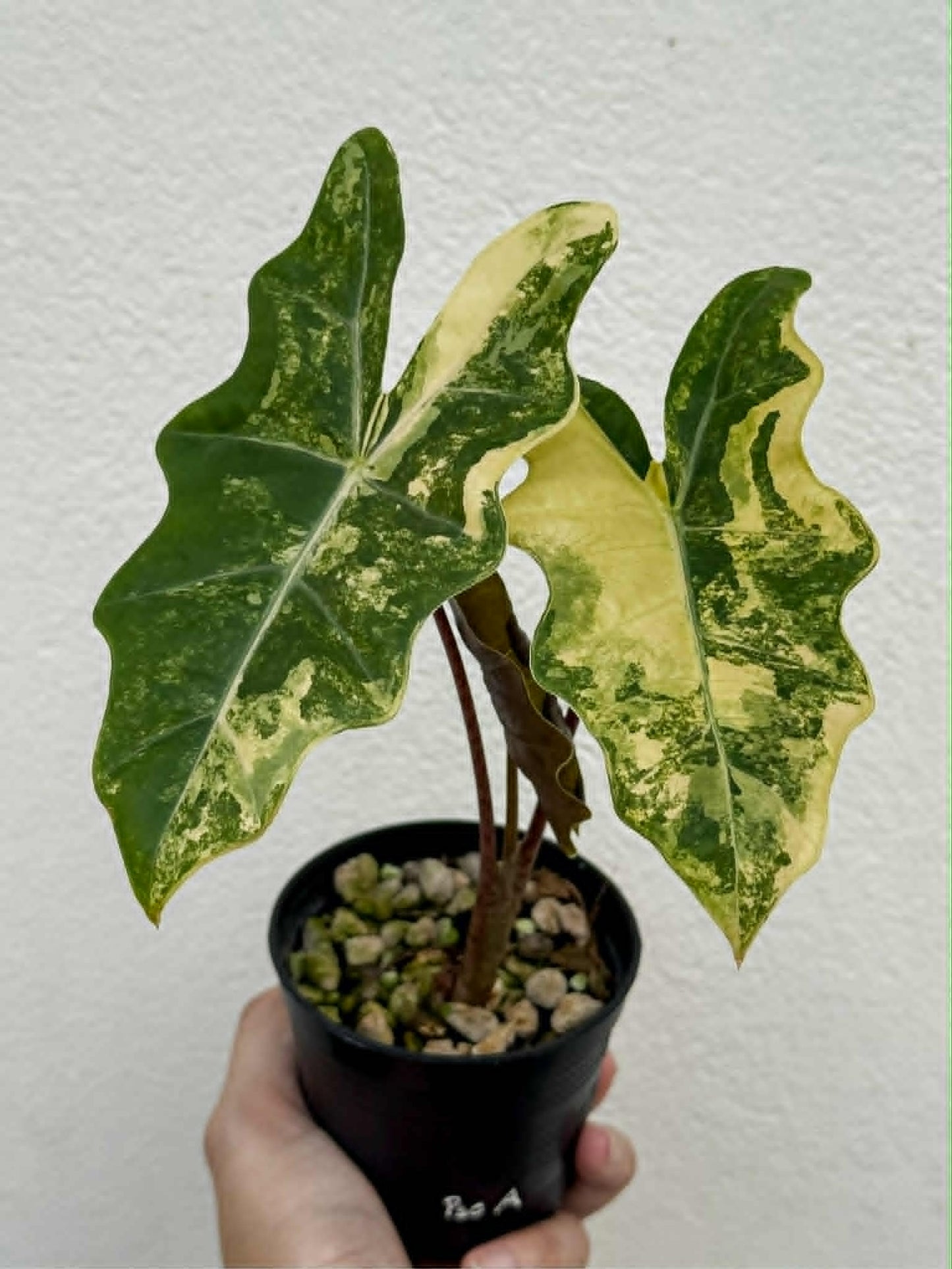 Alocasia Pseudo Aurea - Pre Order