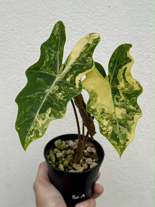 Alocasia Pseudo Aurea - Pre Order
