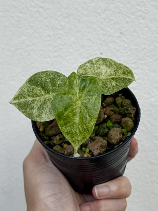 Alocasia Golden Bone Pink Splash - Pre Order