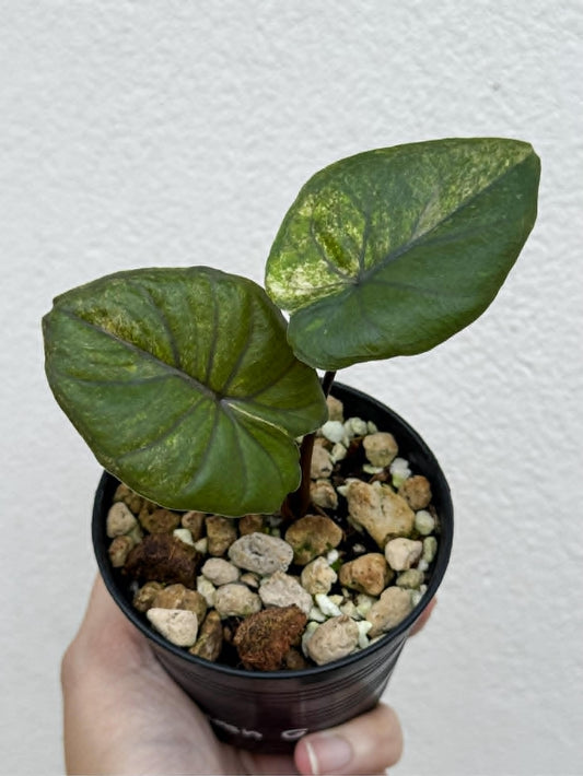 Alocasia Serendipity Gold - Pre Order