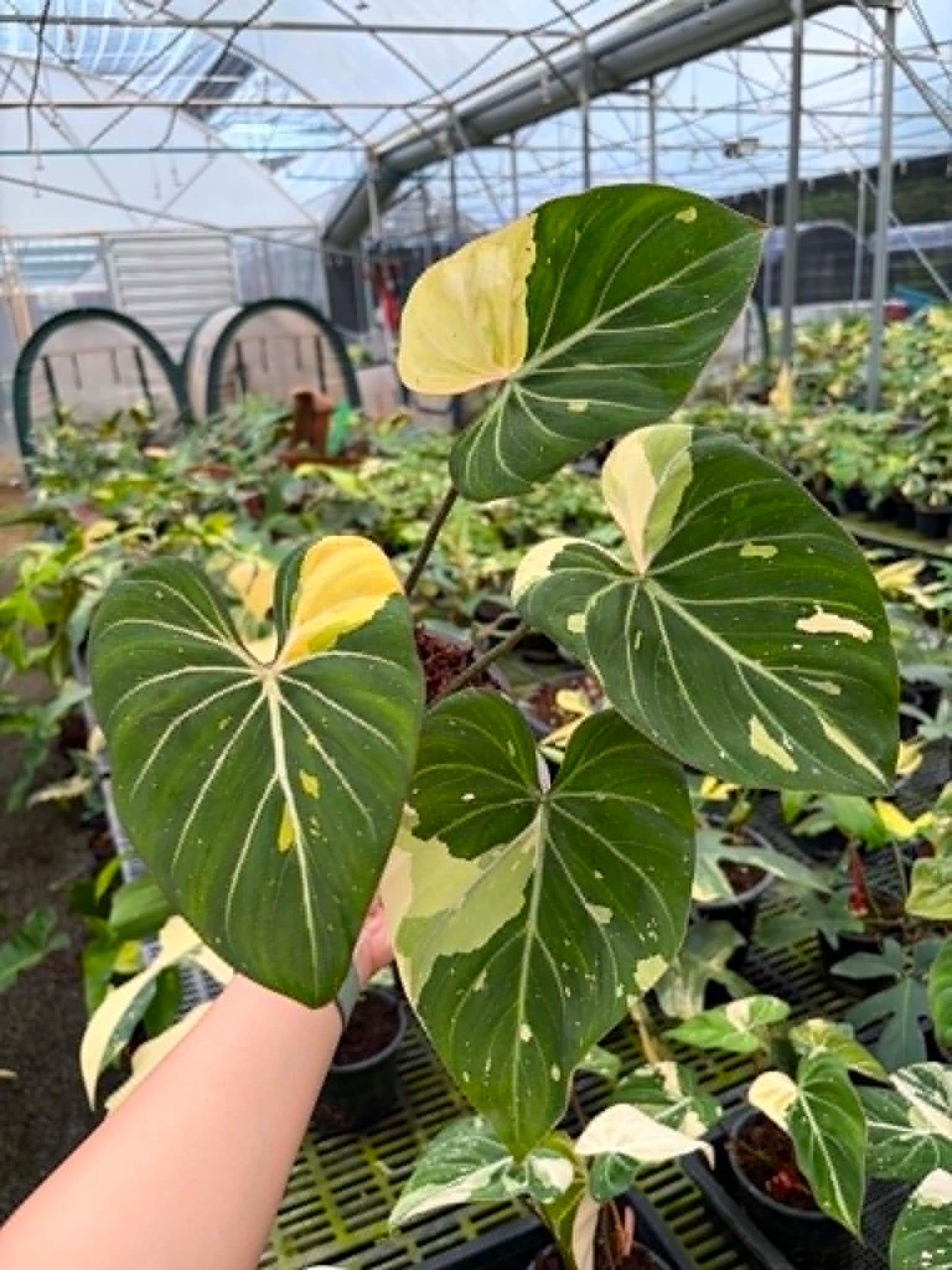 Philodendron Gloriosum Tricolor - Pre Order