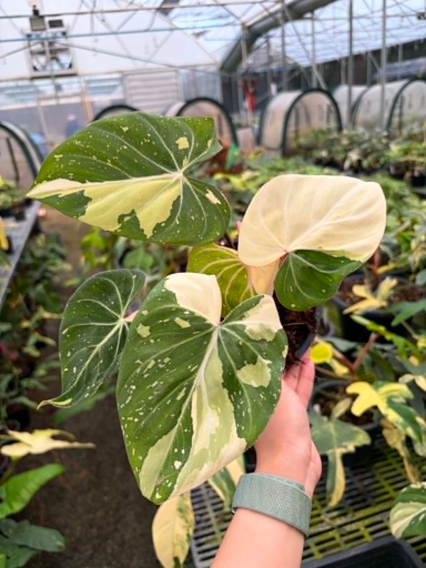 Philodendron Gloriosum Tricolor - Pre Order