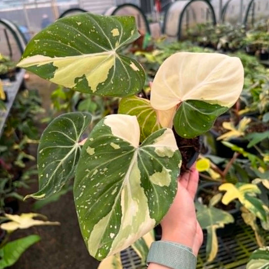 Philodendron Gloriosum Tricolor - Pre Order