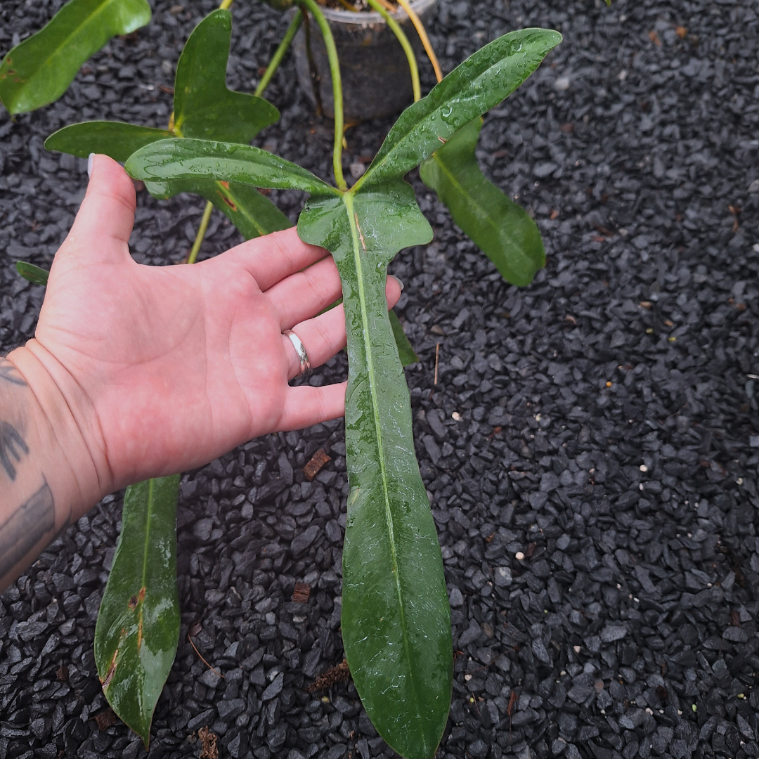 Philodendron Longilobatum