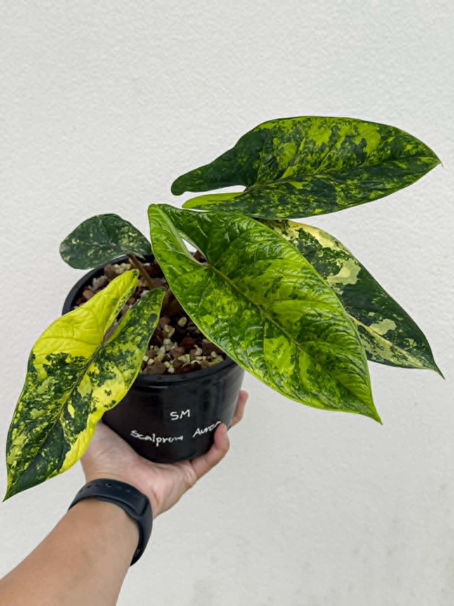 Alocasia Scalprum Bright Aurea - Pre Order