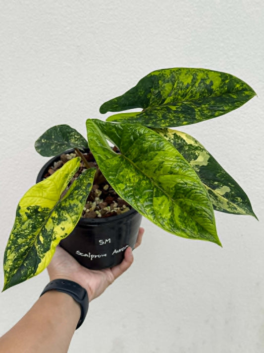 Alocasia Scalprum Bright Aurea - Pre Order