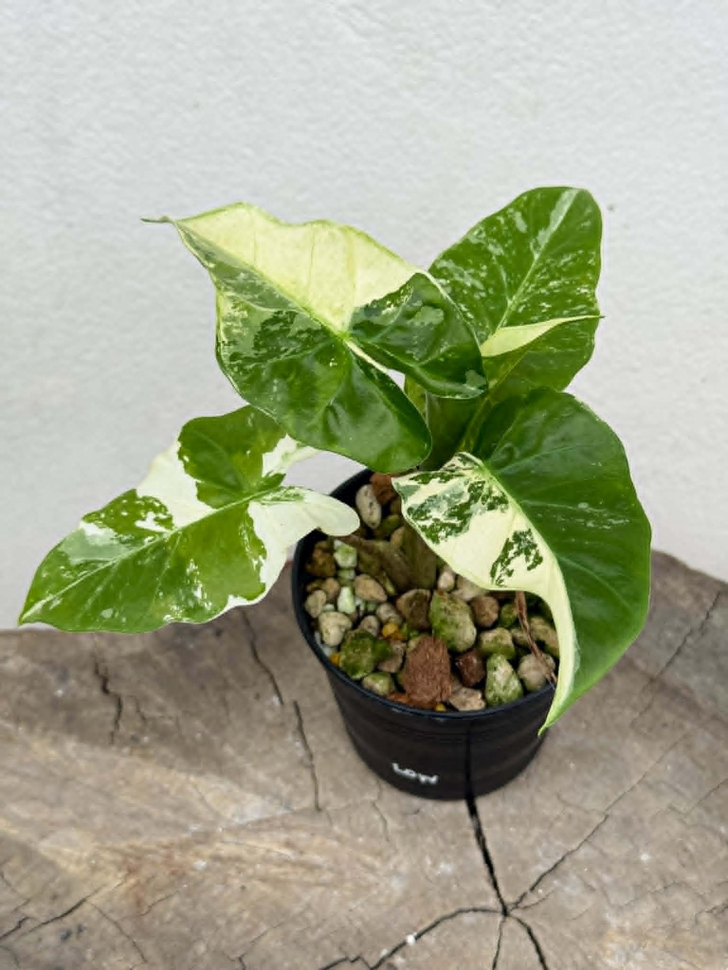 Alocasia Low Rider Albo - Pre Order