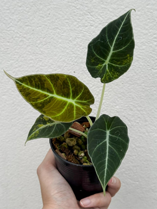 Alocasia Black Velvet Bright Aurea - Pre Order